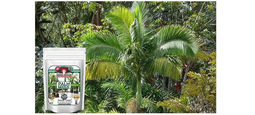 Sansar Green Palm food
