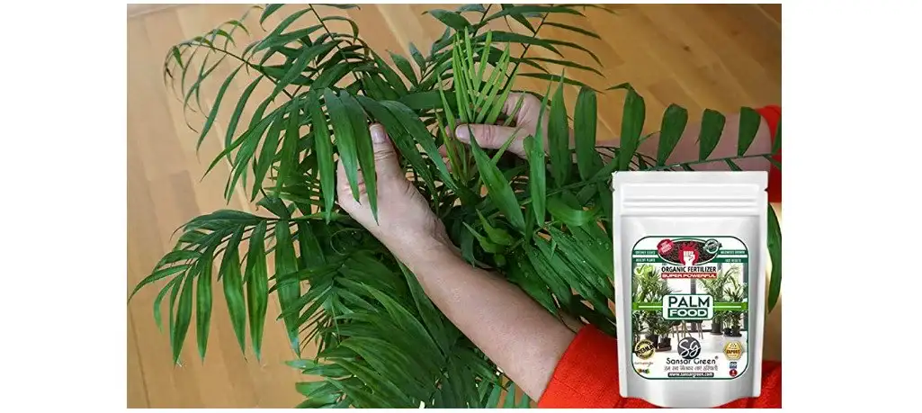 Sansar Green Palm food