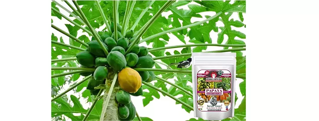 Sansar Green Papaya Magic Mixture