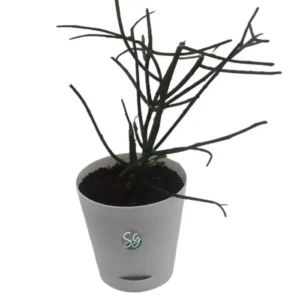 Sansar Green Pencil Cactus Plant With Self Watering Pot From Sansar Green