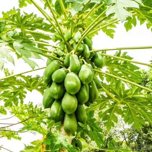 Sansar Green Plant Grow Fertilizer