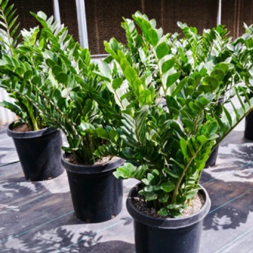 Sansar Green Plant Grow Fertilizer