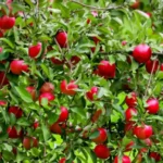 Sansar Green Plant Immuniser Booster Liquid Drops Fertilizer From Sansar Green