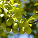 Sansar Green Potash Essential Plant Fertilizer