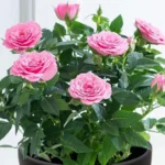 Sansar Green Potash Essential Plant Fertilizer