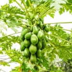 Sansar Green Potash Liquid Fertilizer From Sansar Green