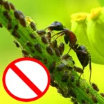 Sansar Green Red Ant Hit Spray Super Powerful Liquid Spray
