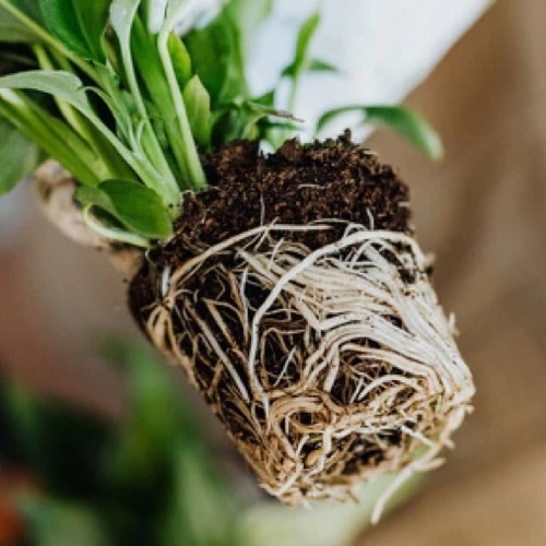 Sansar Green Root Grow Fertilizer