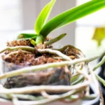 Sansar Green Root Grow Fertilizer