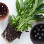 Rooting Hormone Best Fertilizer For All Plants By Sansar Green
