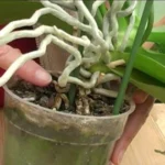 Rooting Hormone Best Fertilizer For All Plants By Sansar Green