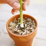 Rooting Hormone Best Fertilizer For All Plants From Sansar Green