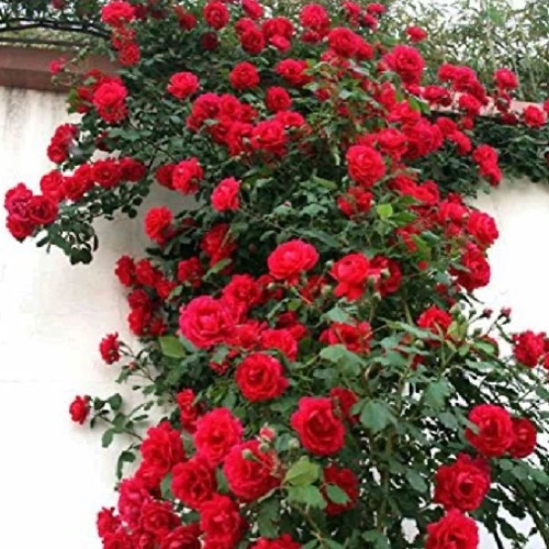 Sansar Green Rose Bloom Booster