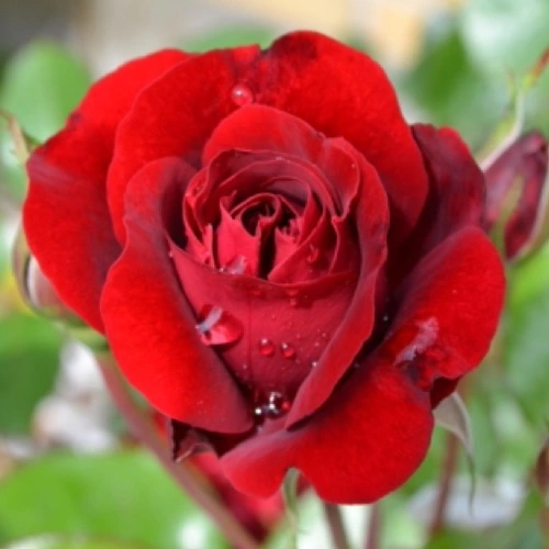 Sansar Green Rose Bloom Booster
