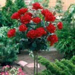 Sansar Green Rose Flower Bloom Liquid Fertilizer From Sansar Green