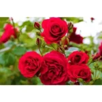 Sansar Green Rose Flower Bloom Liquid Fertilizer From Sansar Green