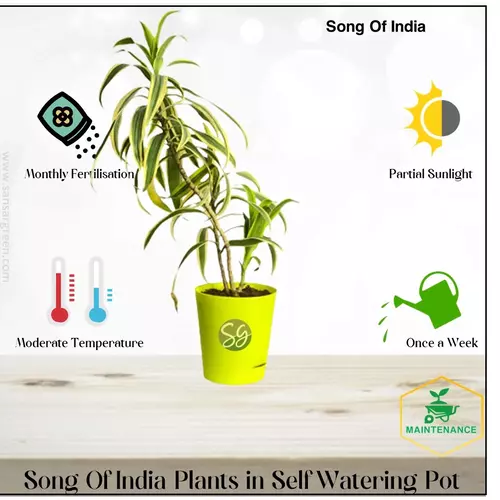 Sansar Green Song Of India Live Plant From Sansar Green