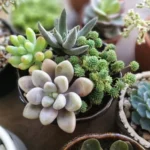 Sansar Green Succulent Plant Liquid Fertilizer From Sansar Green