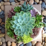 Sansar Green Succulent Plant Liquid Fertilizer From Sansar Green