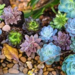 Sansar Green Succulent Plant Liquid Fertilizer From Sansar Green