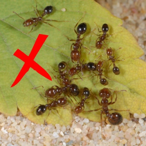 Sansar Green Termite Instant Hit Spray From Sansar Green