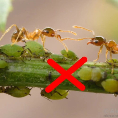 Sansar Green Termite Instant Hit Spray From Sansar Green