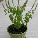 Sansar Green Tulsi Growth Booster Liquid fertilizer From Sansar Green