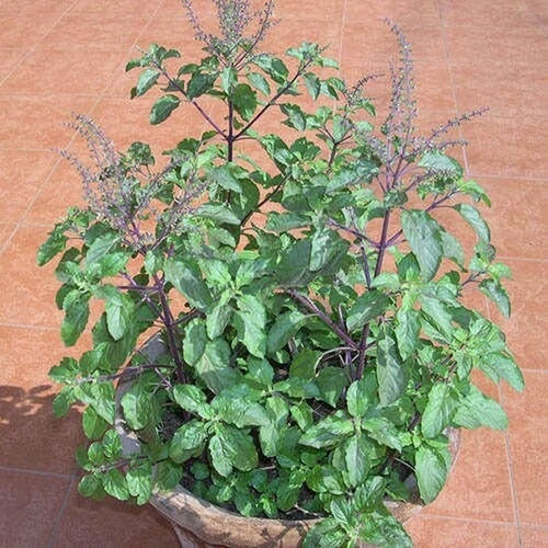 Sansar Green Tulsi Plant Growth Powder Fertilizer From Sansar Green