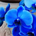 Sansar Green Vanda Orchid Plant From Sansar Green