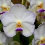 Sansar Green Vanda Orchid Plant From Sansar Green