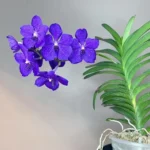 Sansar Green Vanda Orchid Plant From Sansar Green live plant