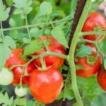 Sansar Green Vegetable Magic Mixture