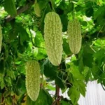 Sansar Green Vegetable Magic Mixture