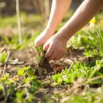 Sansar Green Weedicide Spray Super Powerful Weedicide Removing Wild WeedsFrom Sansar Green