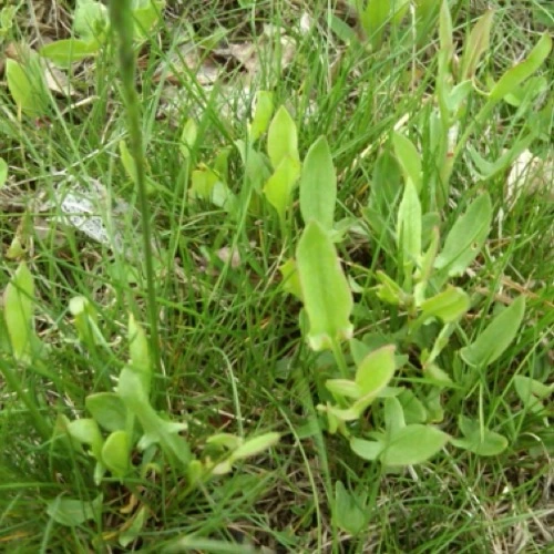 Sansar Green Weedicide Spray Super Powerful Weedicide Removing Wild WeedsFrom Sansar Green