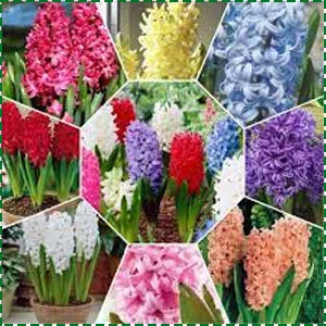 Sansar_Green_Winter_Flower_Bulb_Fertilizer