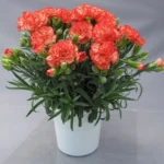 Sansar Green Zinc Fertilizer