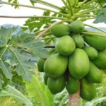 Sansar Green Zinc Fertilizer