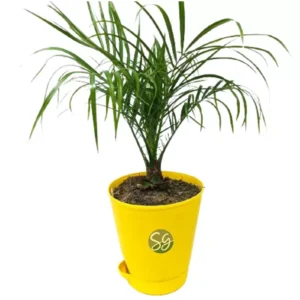 Sansar Green Phoenix Plant
