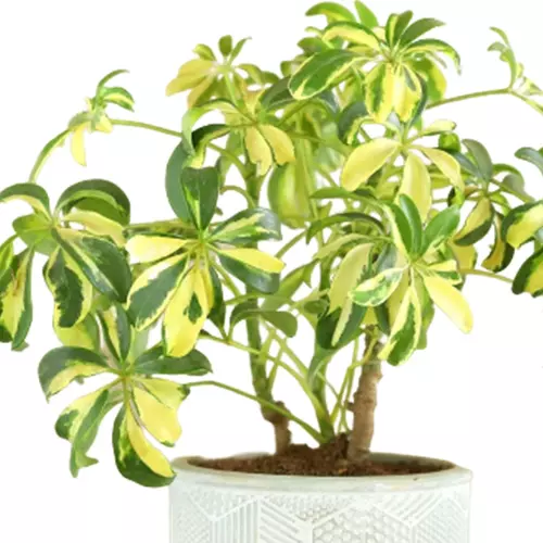 Saplera Plant With pot From Sansar green