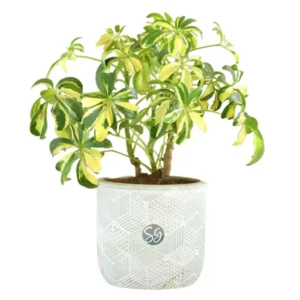Saplera Plant With pot From Sansar green
