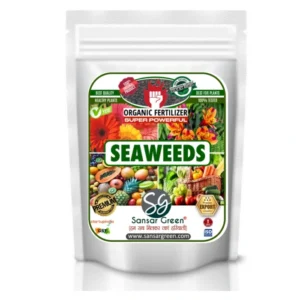 Sansar Green Seaweed