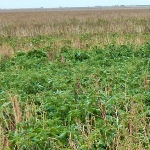 Sansar Green Liquid Weedicide For all types of Wild Weeds From Sansar Green