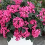 Zyme Fertilizer Sansar Green Liquid fertilize