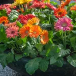Zyme Fertilizer Sansar Green Liquid fertilize