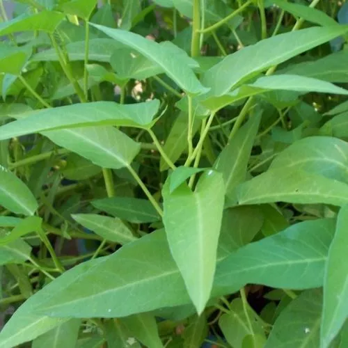 organic kalmi saag water spinach vegetable leaves from sansar gren