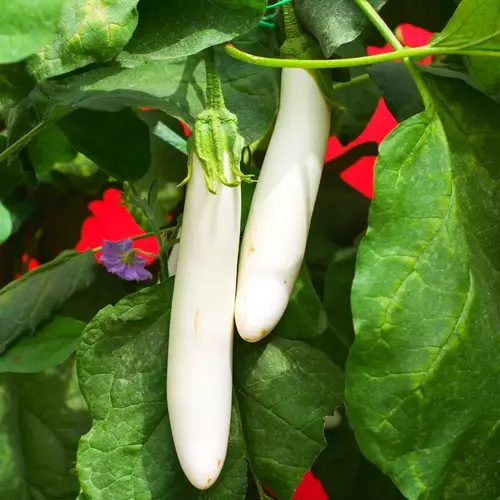 Erwon Hybrid White Long Brinjal Seeds From Sansar Green