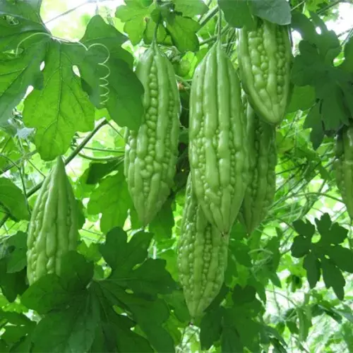 Erwon Bitter Gourd Seeds From Sansar Green