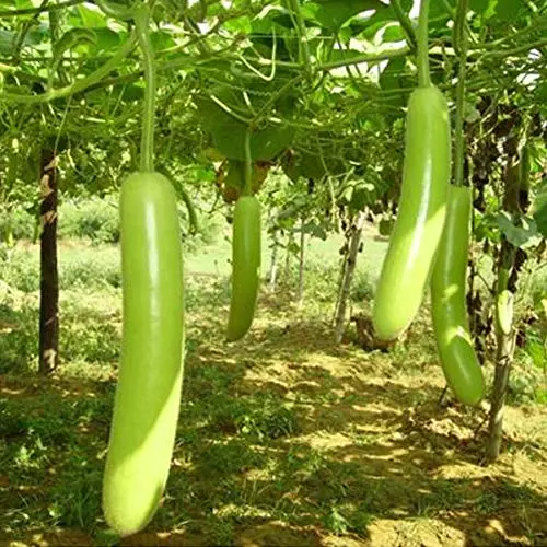 Erwon Hybrid Bottle Gourd Seeds From Sansar Green