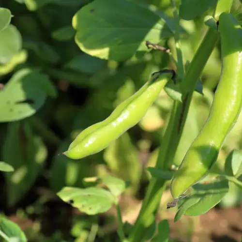 Erwon Broad Beans Seeds From Sansar Green